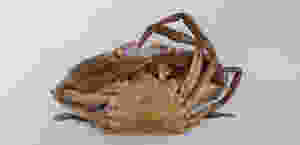 Underside picture of a male mud crabs