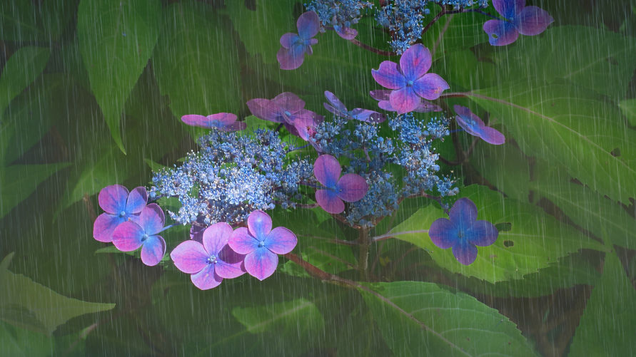 紫陽花_edited.jpg