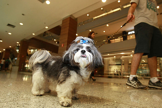 Cão de shopping