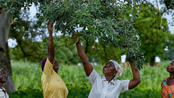 Between Climate Change and Sustainable Resilience: How Can the Sahel Resist the Growing Threat of Desertification?