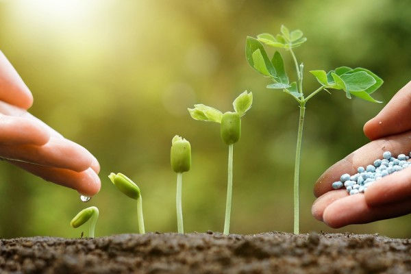 fertilize