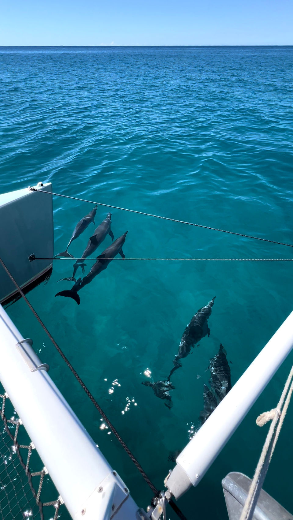 dolphins swimming under the front of the boat in honolulu, hawaii