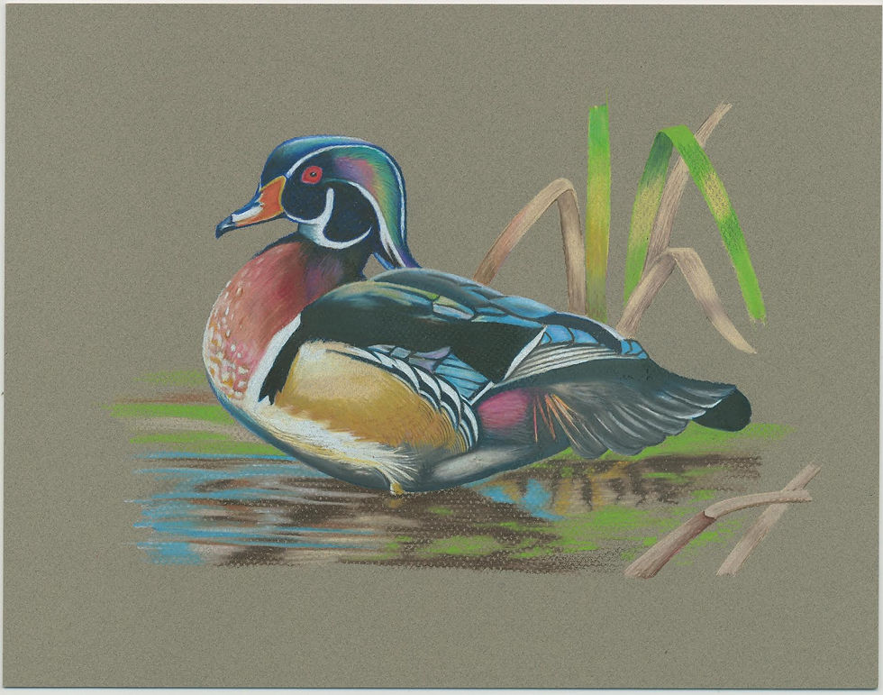 Wood Duck