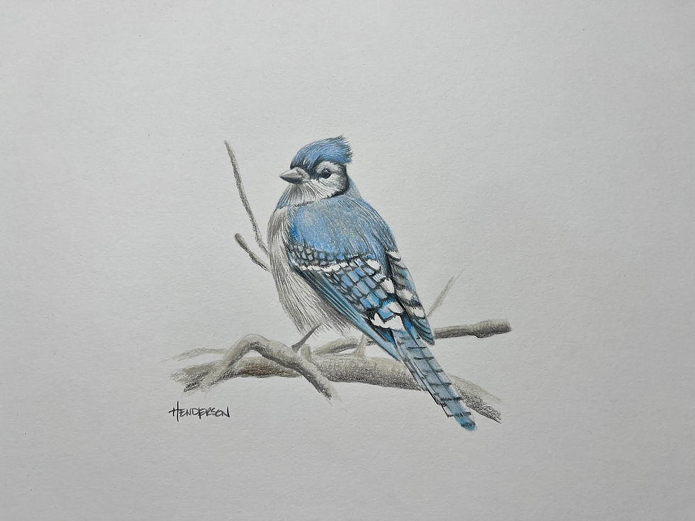 Blue Jay