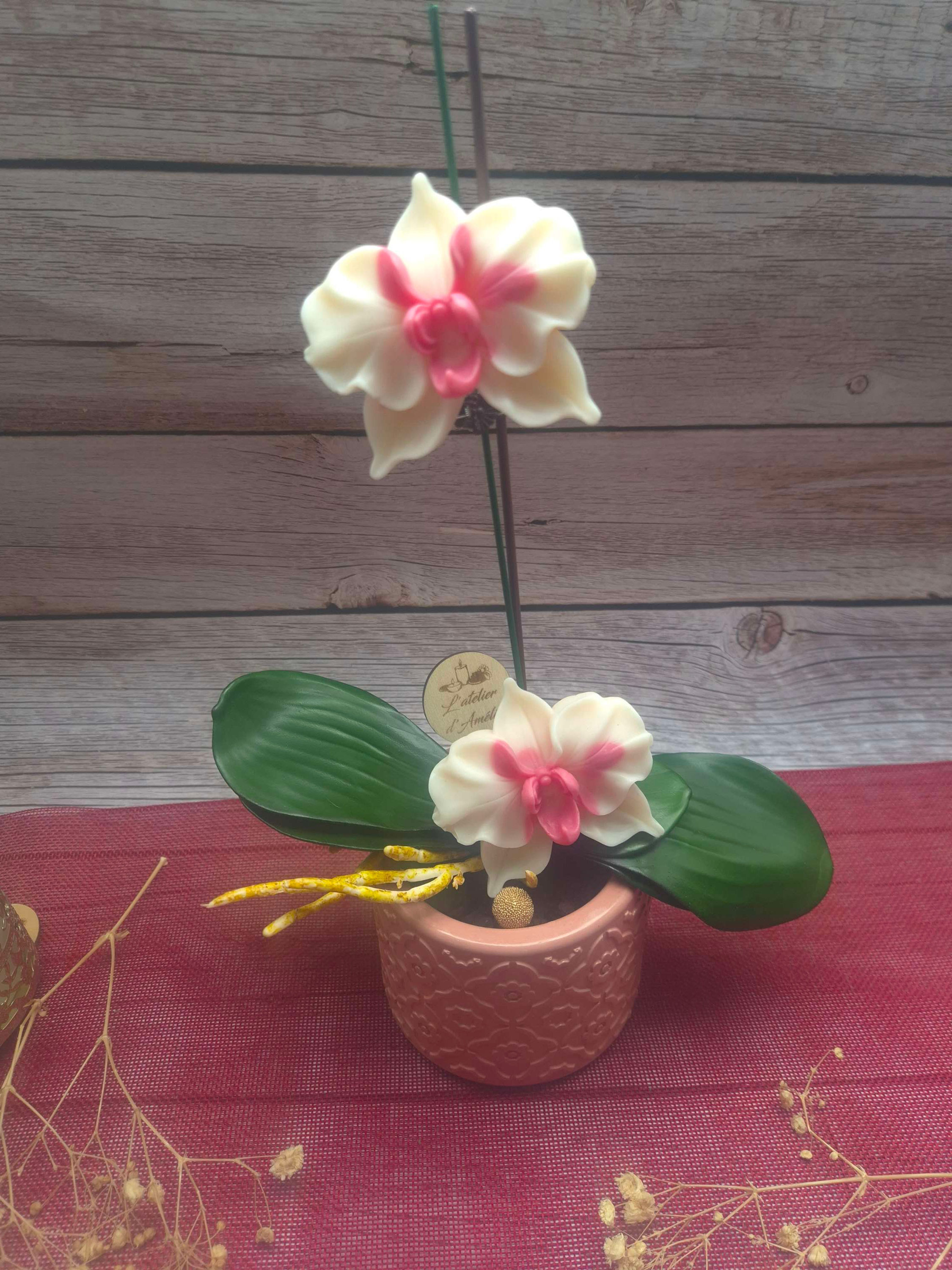 Orchidée
