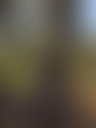 Steven Robert Haskett