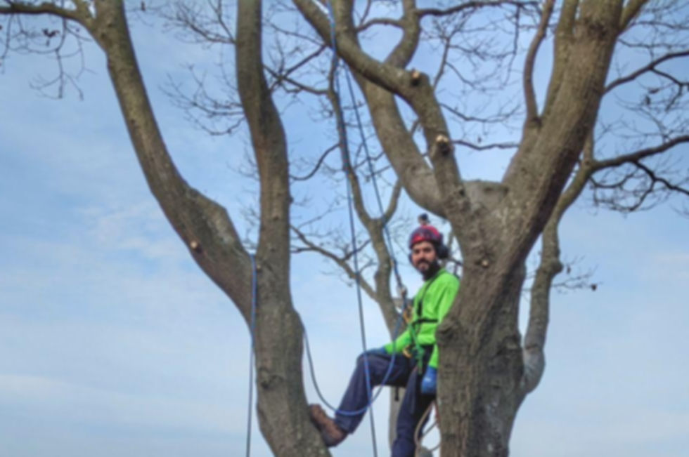 Tree trimming photo.JPG
