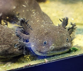 Axolotl 01.jpg