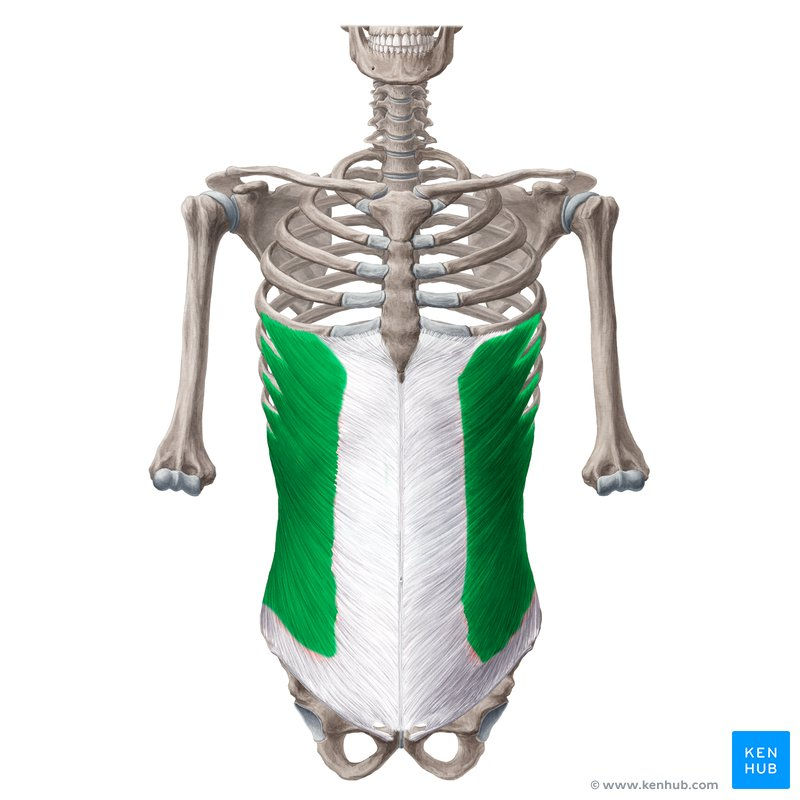 External Oblique Muscle Tear: Causes, Symptoms & Recovery with Physio360 Chennai.