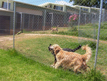 Kennels 4.jpeg