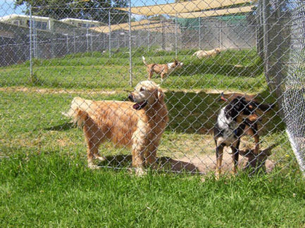 Kennels 5.jpeg