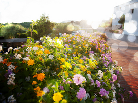 Seasonal Landscaping Tips: Preparing Your Garden for Summer
