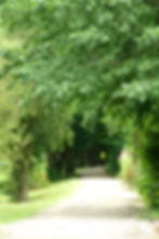 Pathway lined with lush green trees, a person in a fluorescent jacket walking in the distance. Bright, serene outdoor setting.