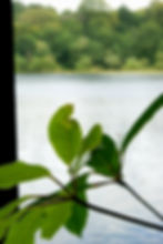 Green leaves with a water background, surrounded by a lush, blurry forest. Bright and serene, evoking a peaceful nature scene.