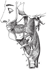 Throat