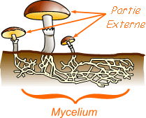 mycélium.gif