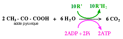 deuxième étape respi.gif