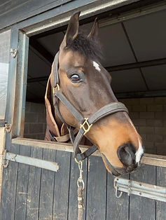 Safety of horse riders on the agenda in West Mercia