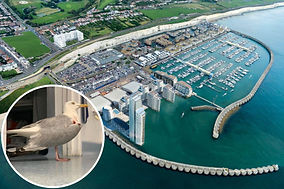 Dead seagulls found at Brighton Marina amid bird flu concerns