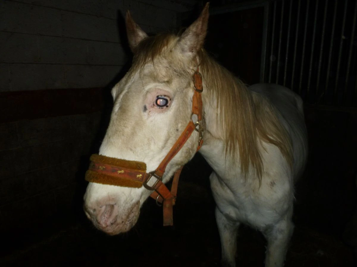 Four banned from keeping animals for life after horses found in 'woeful' neglect
