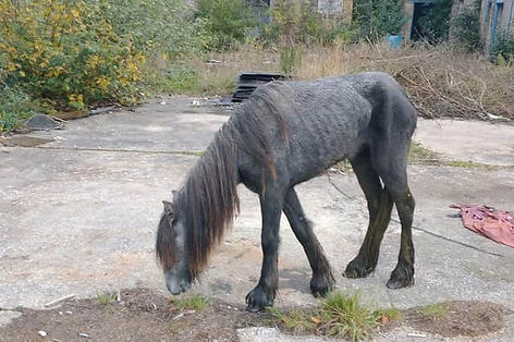 'Starving' horses in poor condition rescued from wasteland in Derbyshire
