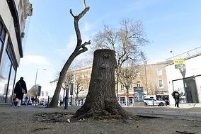 Eastbourne town centre trees cut down due to ‘devastating’ disease