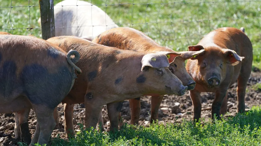 'You shouldn't buy meat in the pub': Butchers worry food fraud is on the rise