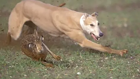 Staffordshire and Shropshire: Hare coursing clampdown