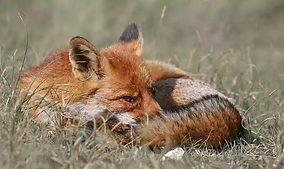 Poisoning suspected in death of three foxes in Pegwell