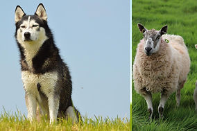 Husky dogs killed sheep in Millom after delivery person failed to lock gate