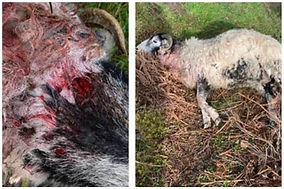Brook House Bridge dog attack Langsett: ‘Irresponsible’ owner blamed after sheep killed near Sheffield