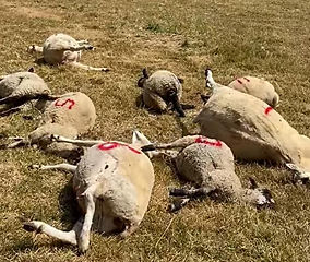 Sheep killed in Dorset after vehicle enters a field