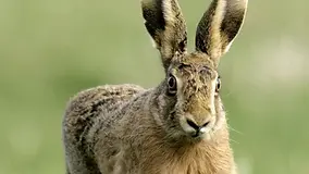 Arrests for hare-coursing offences up in Lincolnshire