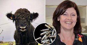 Wiltshire farmer's plea after calves put in danger by drug-takers