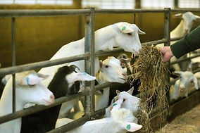 Yorkshire Dairy Goats ordered to pay £200,000 after death of 'much loved' worker struck by reversing telehandler