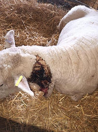 Sheep put down after suspected dog attack in Coombe Bissett, Salisbury