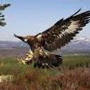 Pair arrested for allegedly disturbing golden eagle's nest in Strathspey