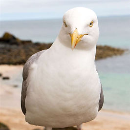 Shooting reported in Buckie of herring gull