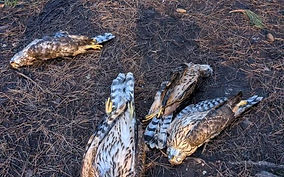 Appeal after five birds of prey shot dead in west Suffolk