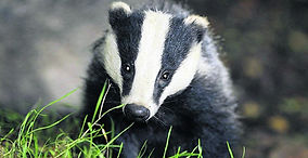 Police investigate as mammal and wild bird shot and killed