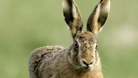 North Yorkshire poaching incidents drop by nearly a third - report