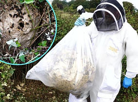 Asian Hornets on Jersey largest nest found on Channel Isles