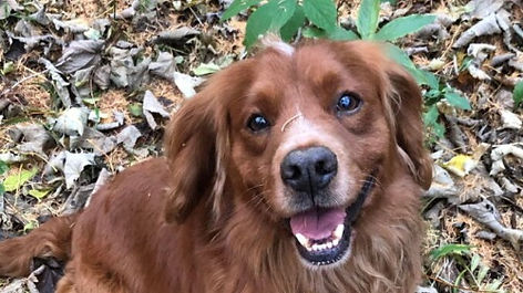 Leyburn: appeal For Stolen Dog