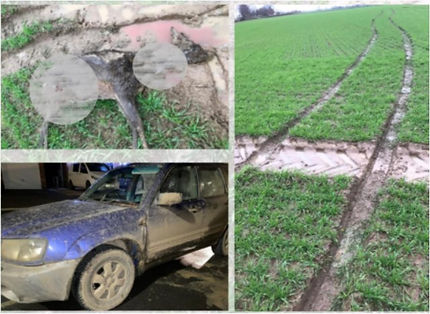 Three Doncaster hunters convicted after dogs maul deer to death