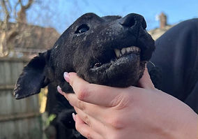 Arrests made in Chorley for cruelty offences and dogs seized by police