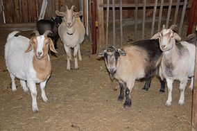 Judge to visit site following tragic death of worker at Yorkshire goat farm