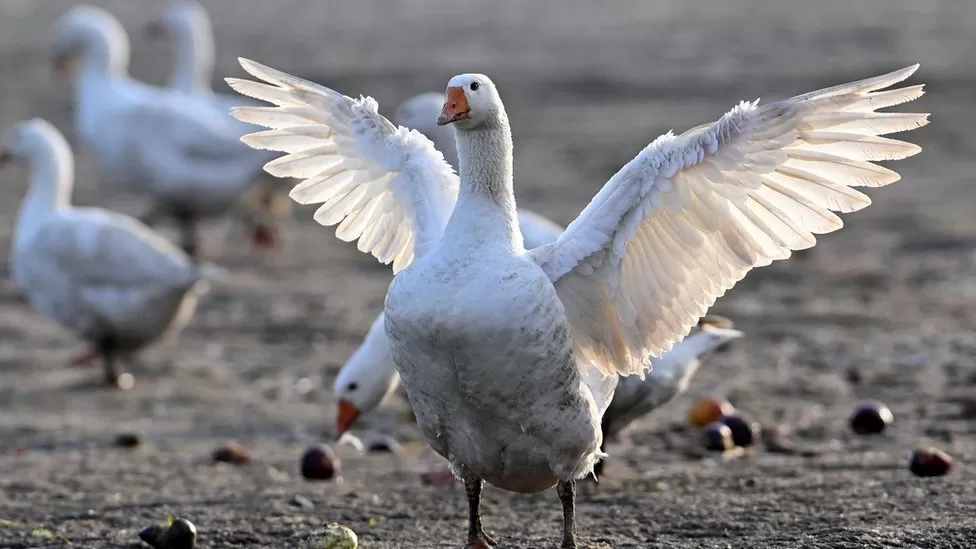 Abingdon man found guilty of causing unnecessary suffering to a goose