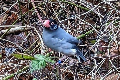 Police appeal as exotic birds dumped in Derbyshire