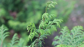 100 trees stolen from village near Dorchester