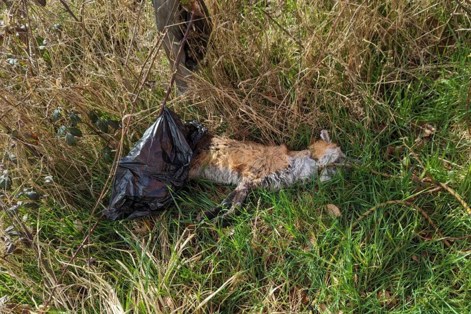 Appeal as fox discovered dead in bin bag with dog lead on neck